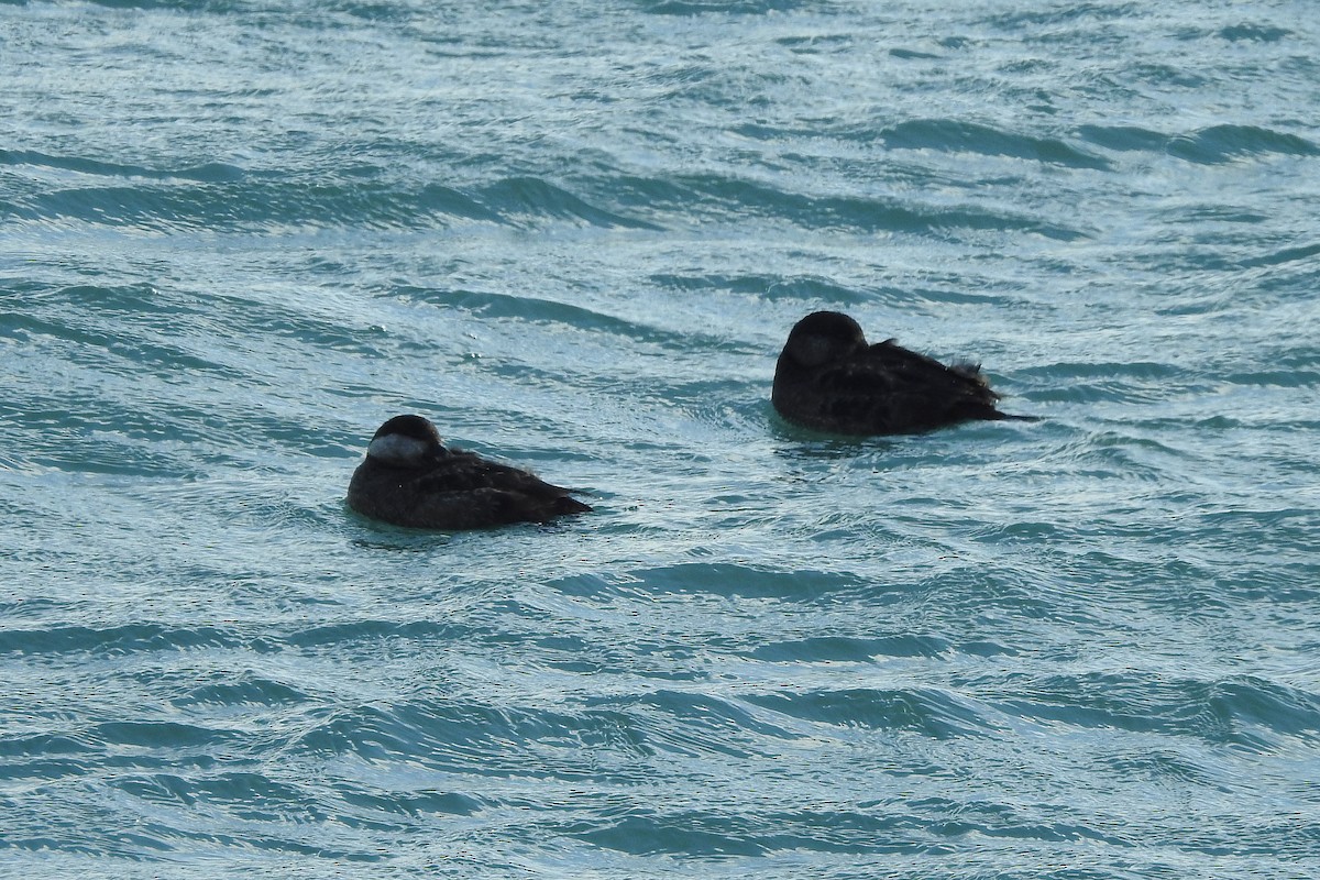 Black Scoter - ML139652691