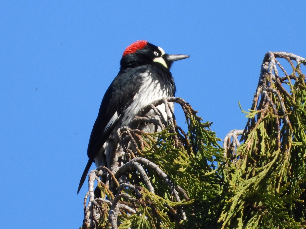 Acorn Woodpecker - Jon Tveten