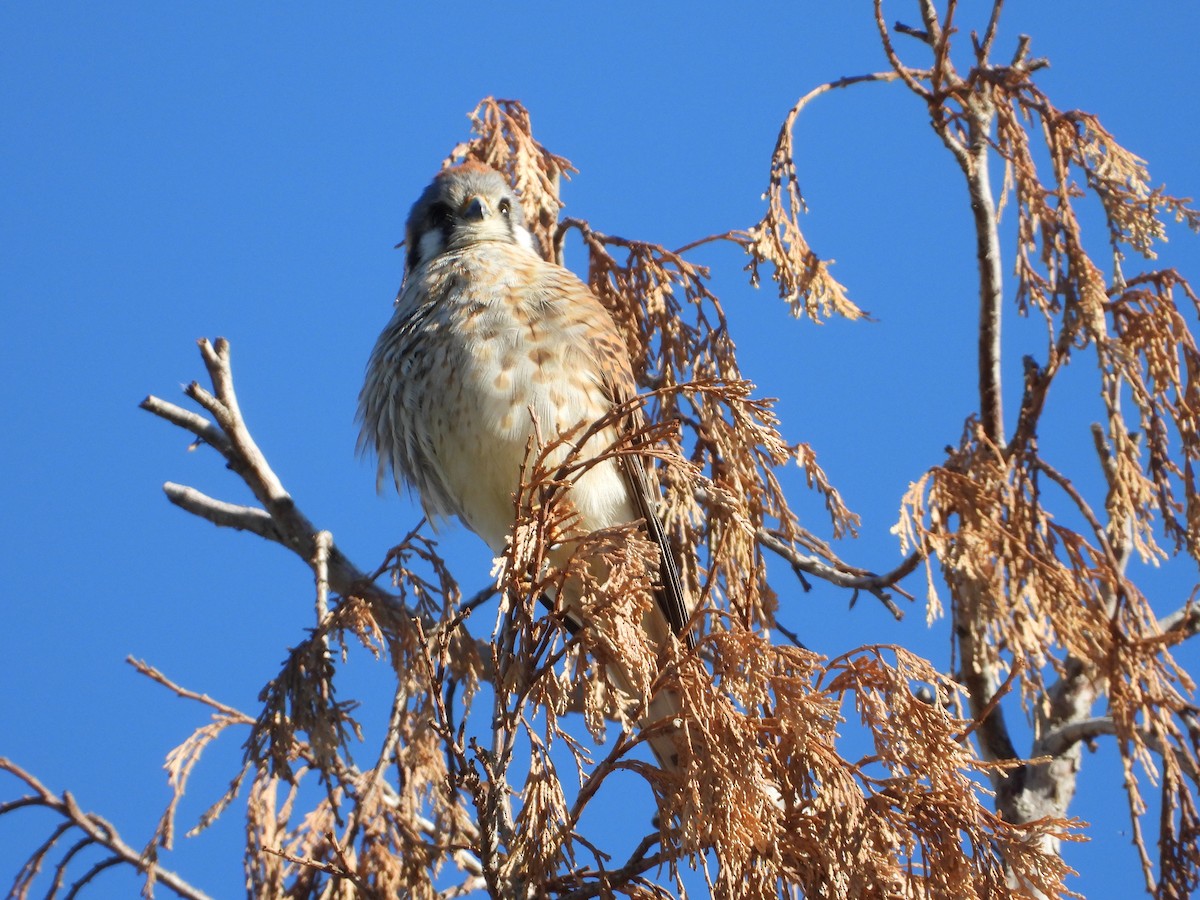 American Kestrel - ML139653751