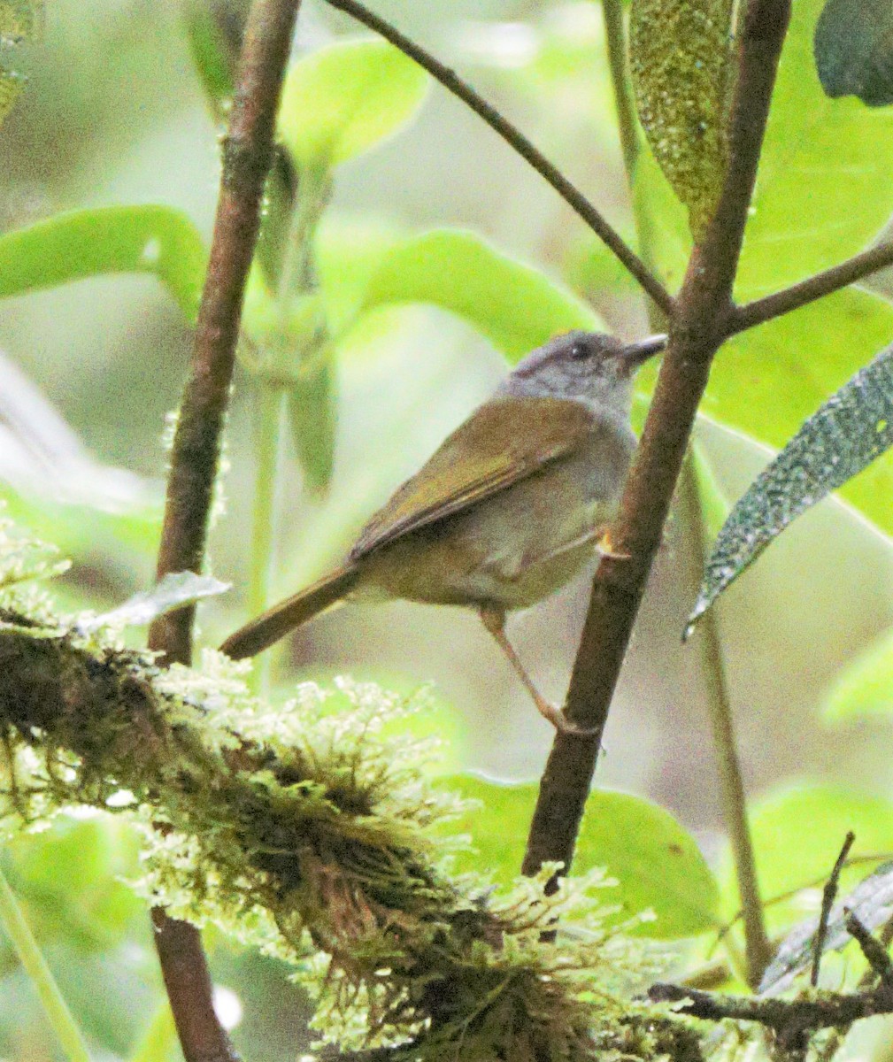 Paruline à diadème - ML139653771