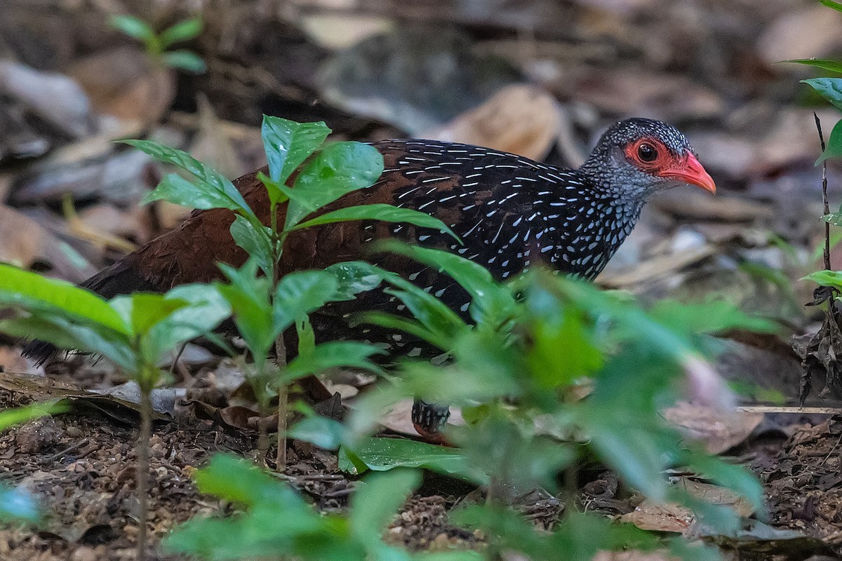 Sri Lanka Spurfowl - ML139655211