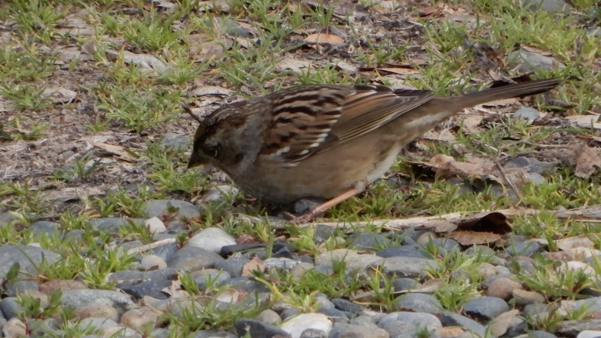 Golden-crowned Sparrow - ML139656361