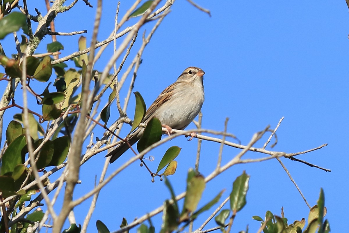 Chipping Sparrow - ML139657951