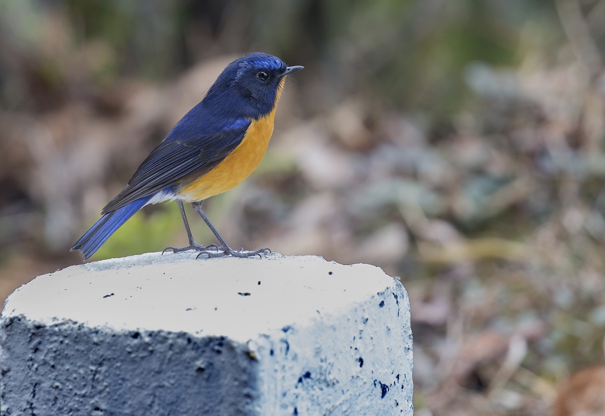 Rufous-breasted Bush-Robin - ML139658761