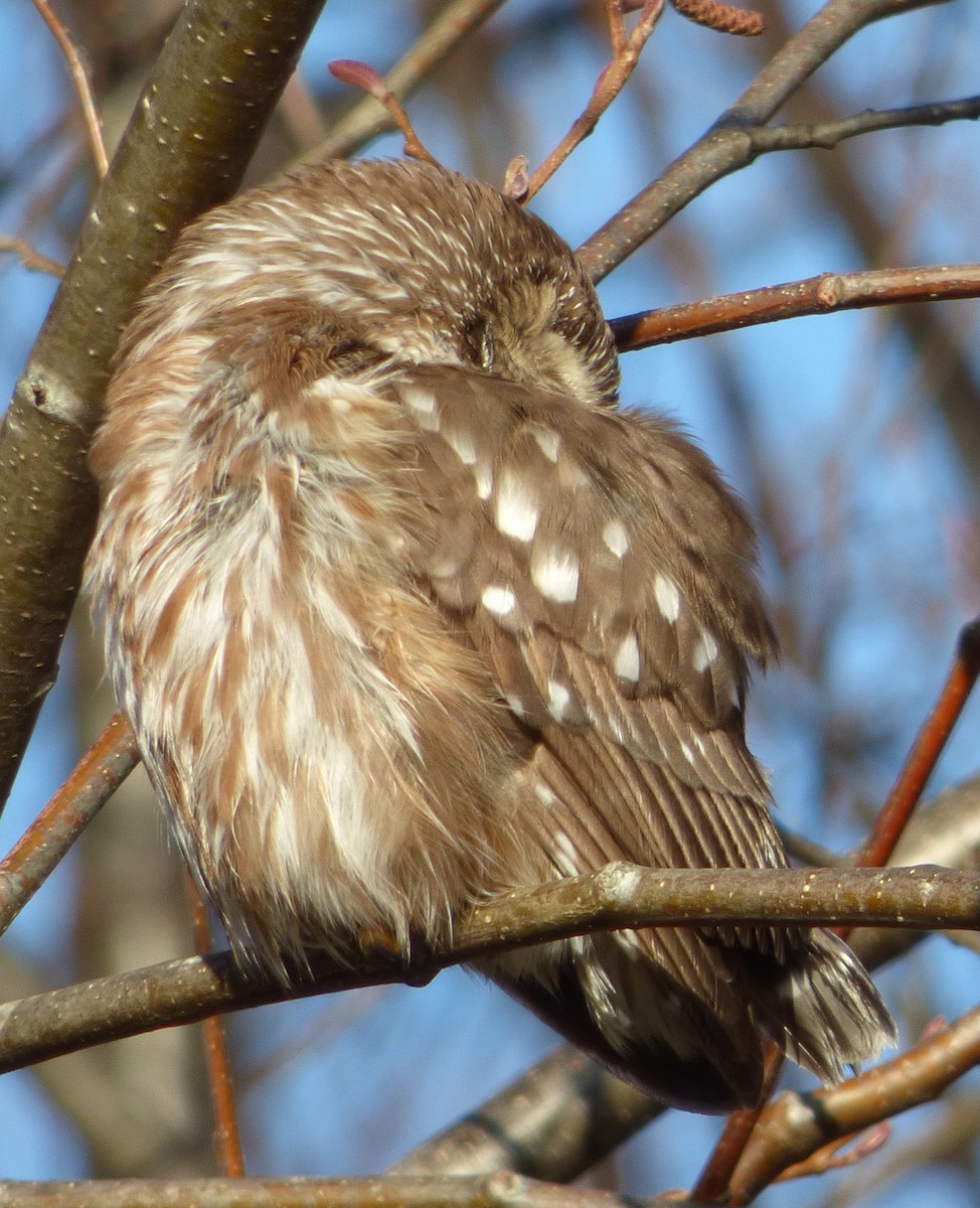 Northern Saw-whet Owl - Connor Goff