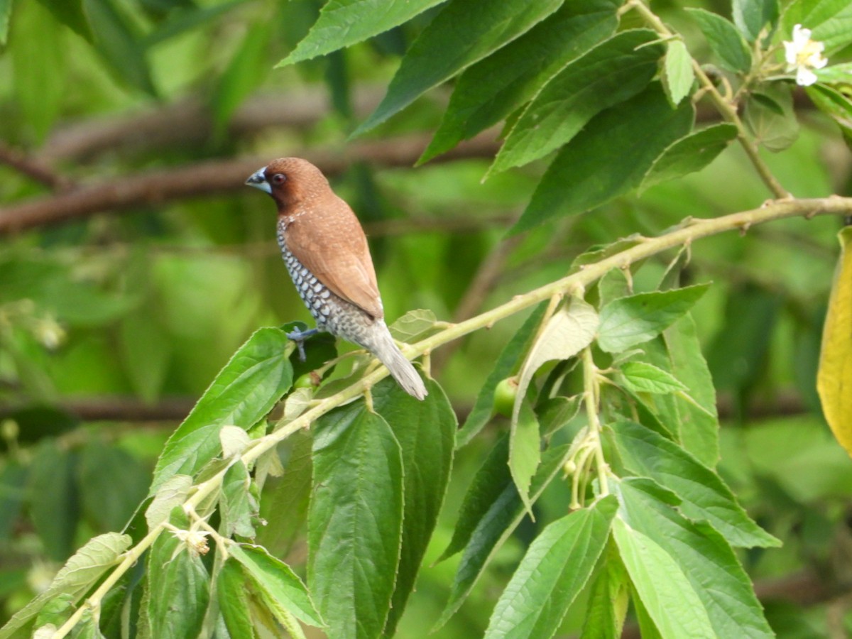 Scaly-breasted Munia - ML139662561