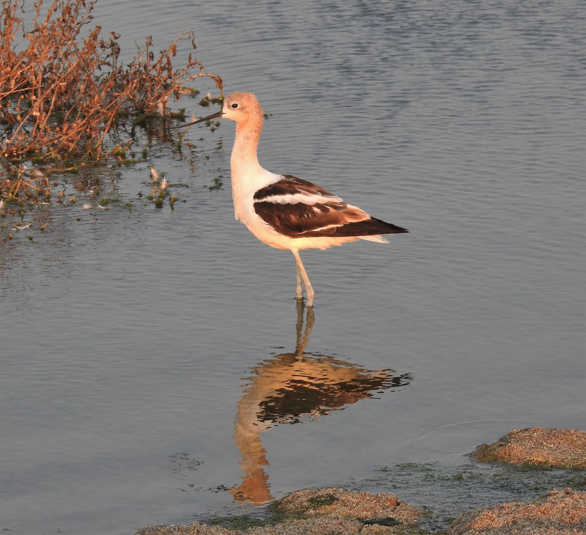 American Avocet - ML139662721