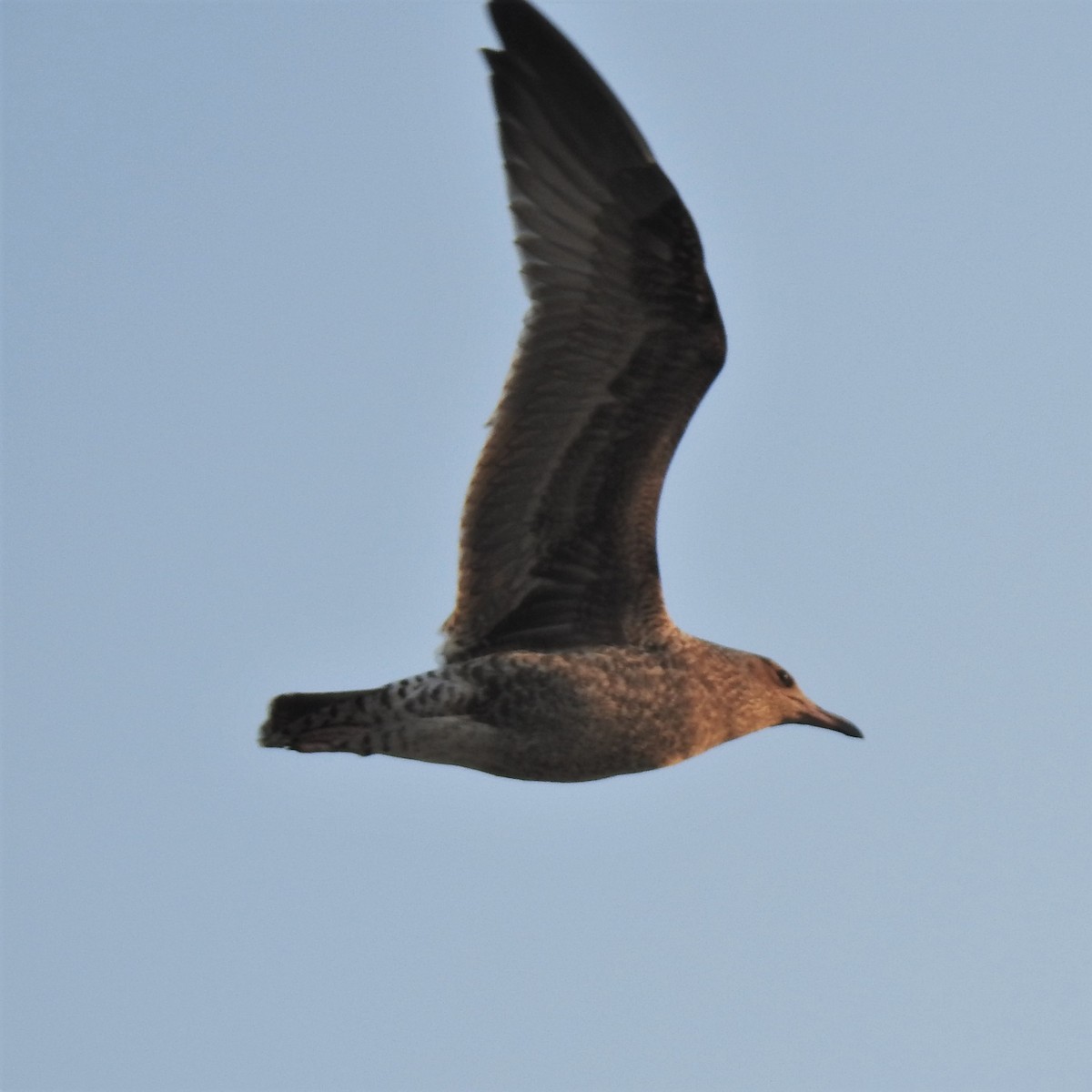 Heermann's Gull - ML139663251