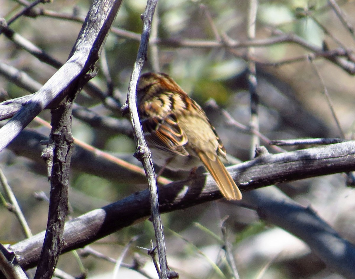 White-throated Sparrow - Cathy Beck