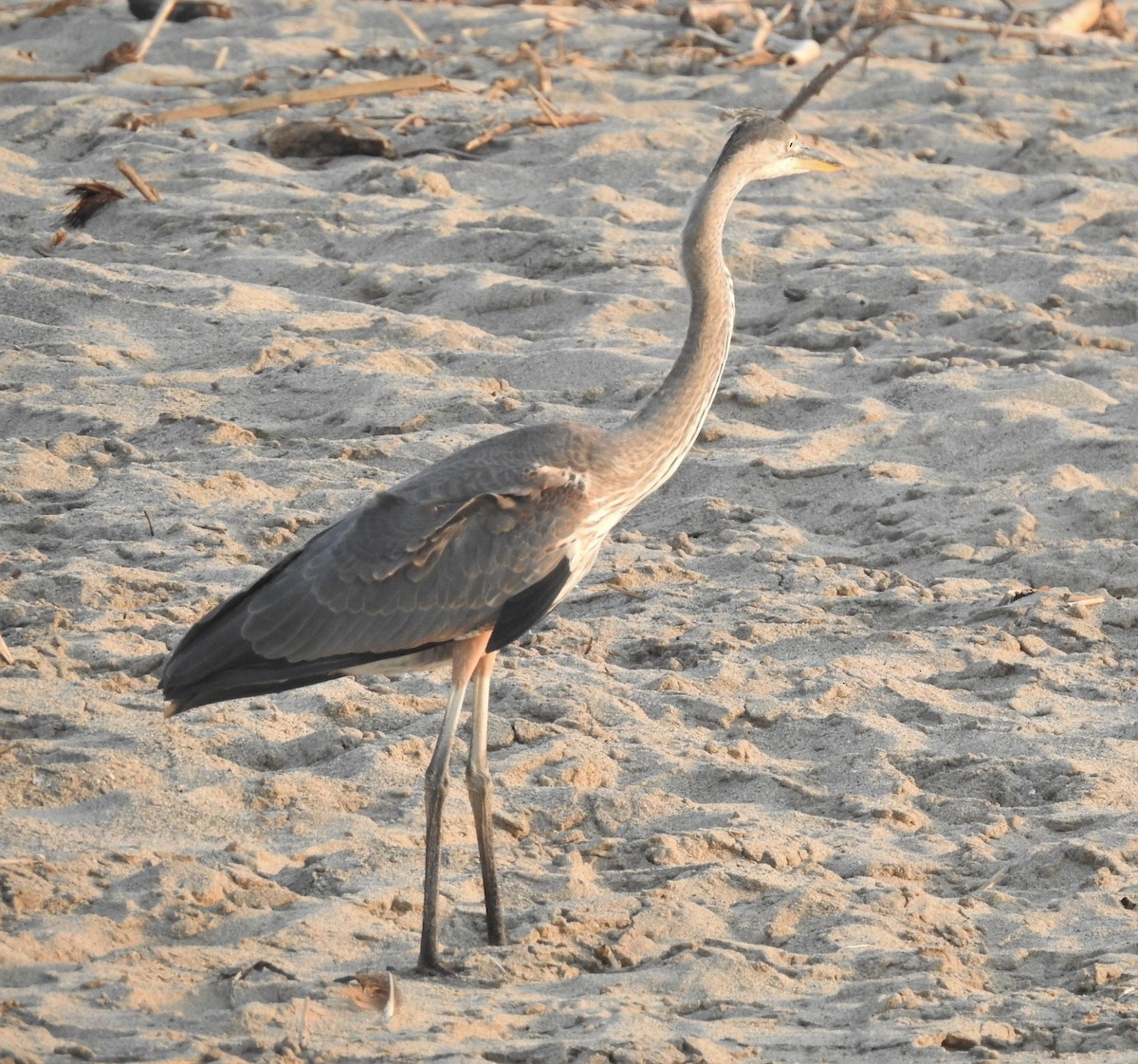 Great Blue Heron - Bill Pelletier