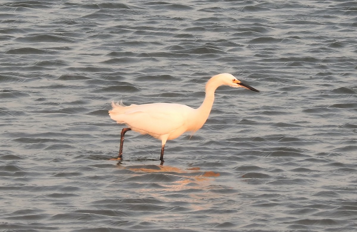 Snowy Egret - ML139663631