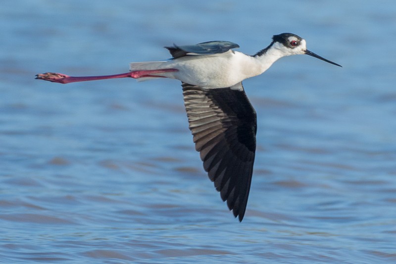 Black-necked Stilt - Juan Miguel Artigas Azas