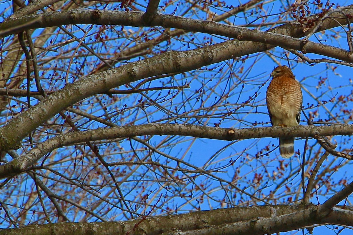 Red-shouldered Hawk - ML139667281
