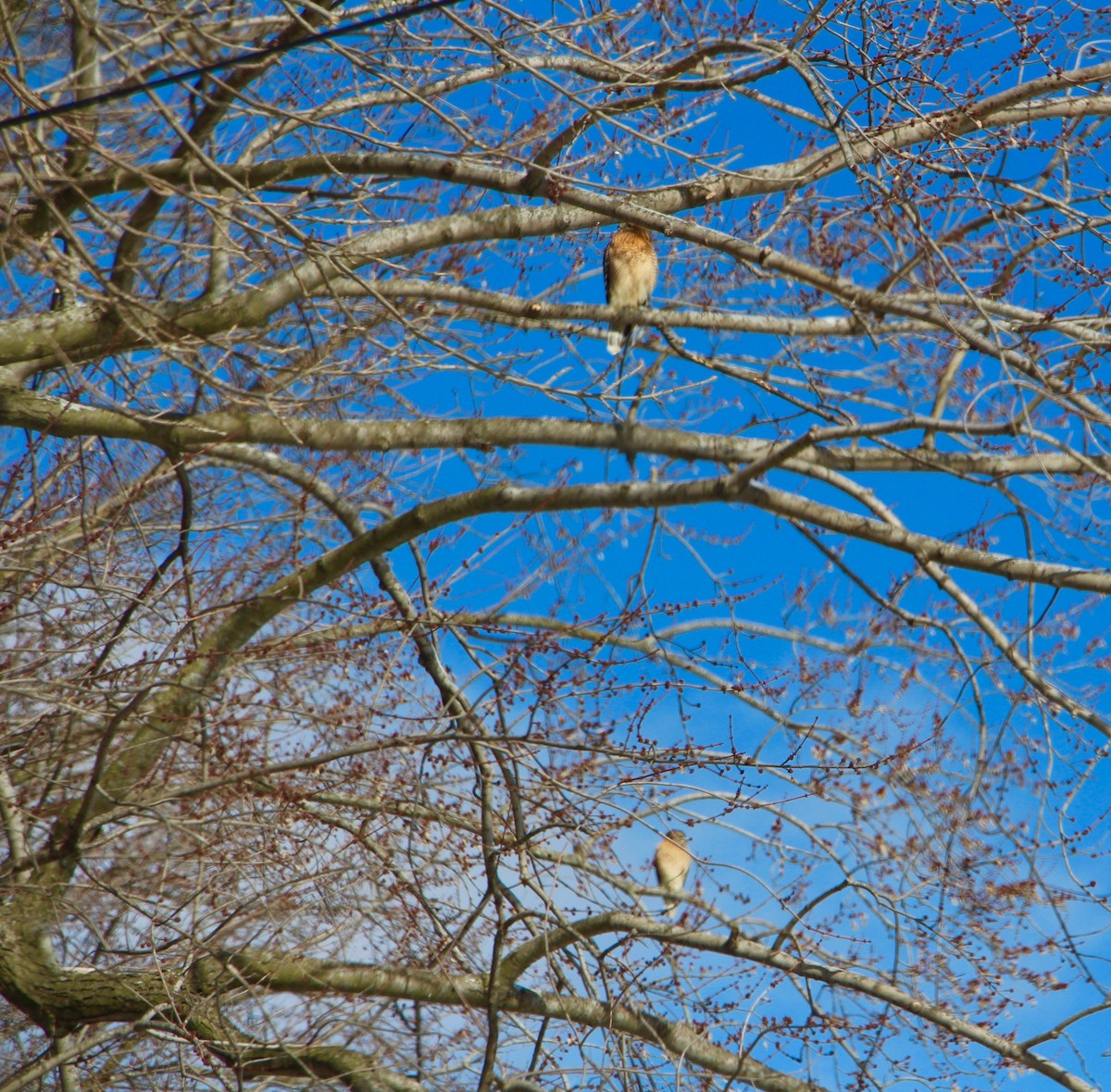 Red-shouldered Hawk - ML139667331