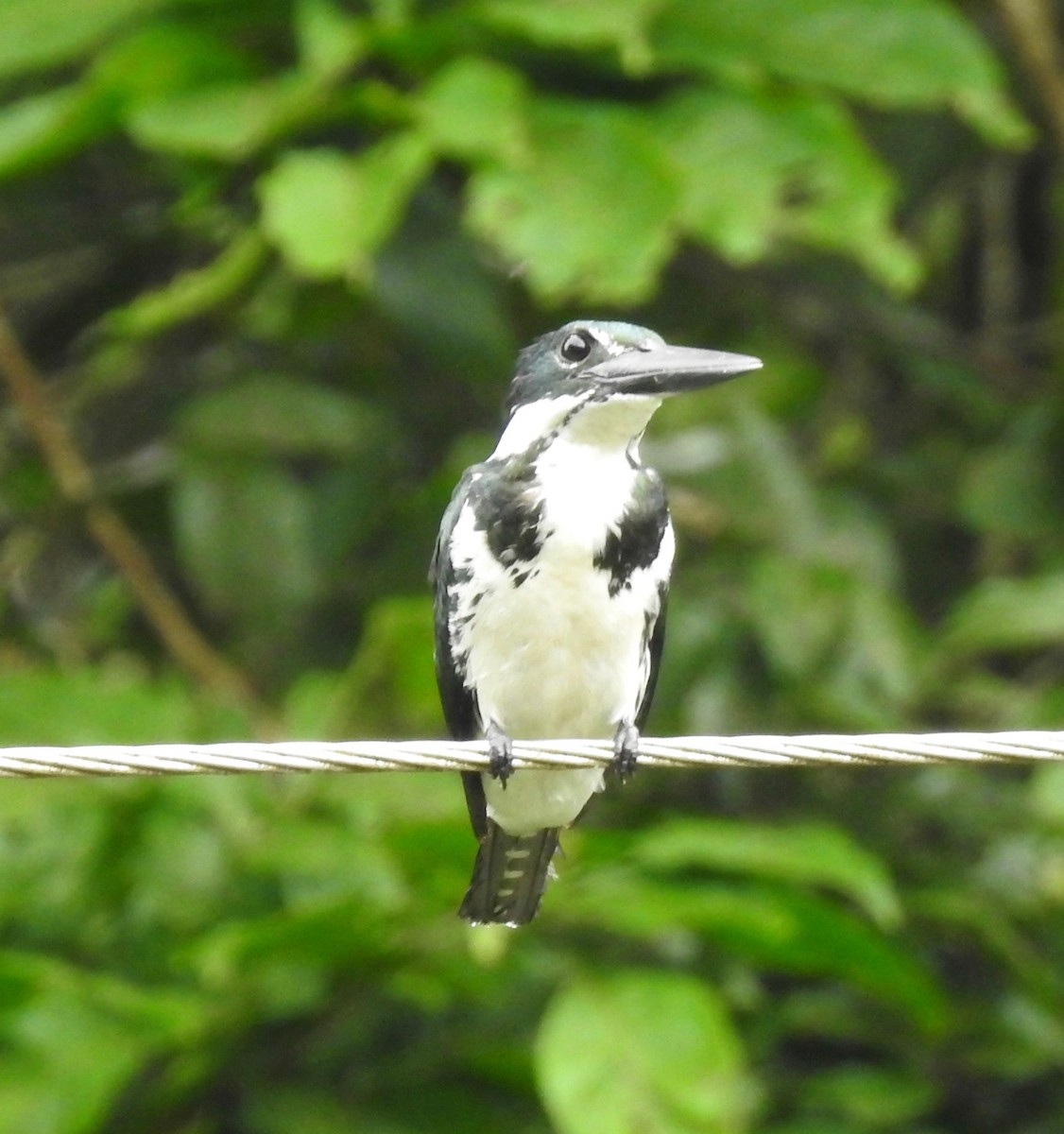 Amazon Kingfisher - ML139668141