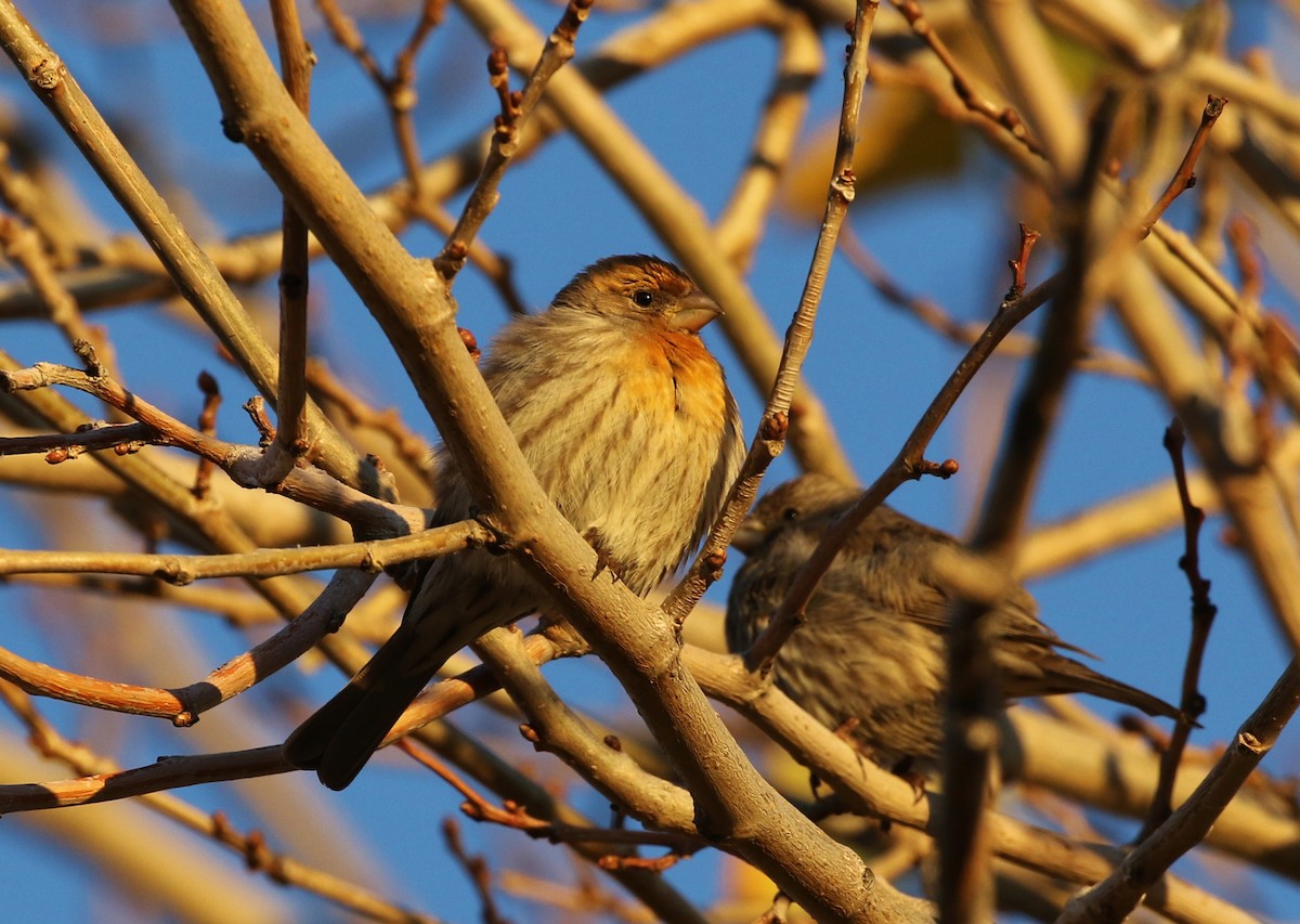 House Finch - ML139668921