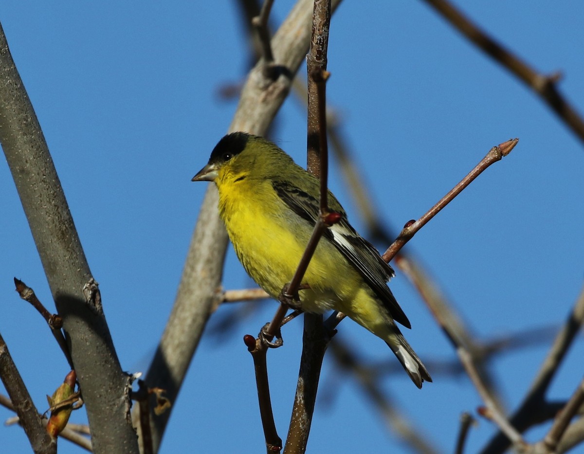 Lesser Goldfinch - ML139668951