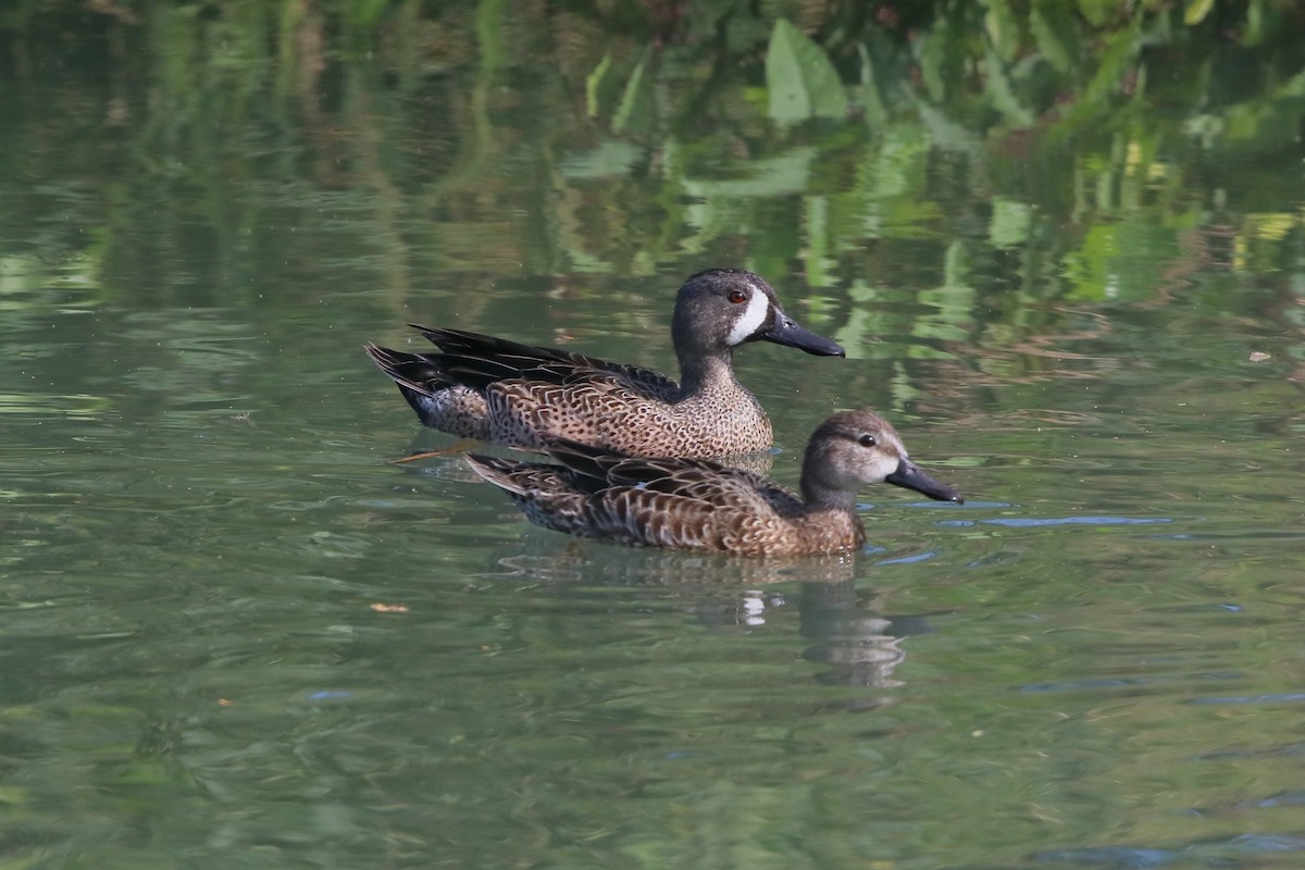 Blue-winged Teal - ML139669491