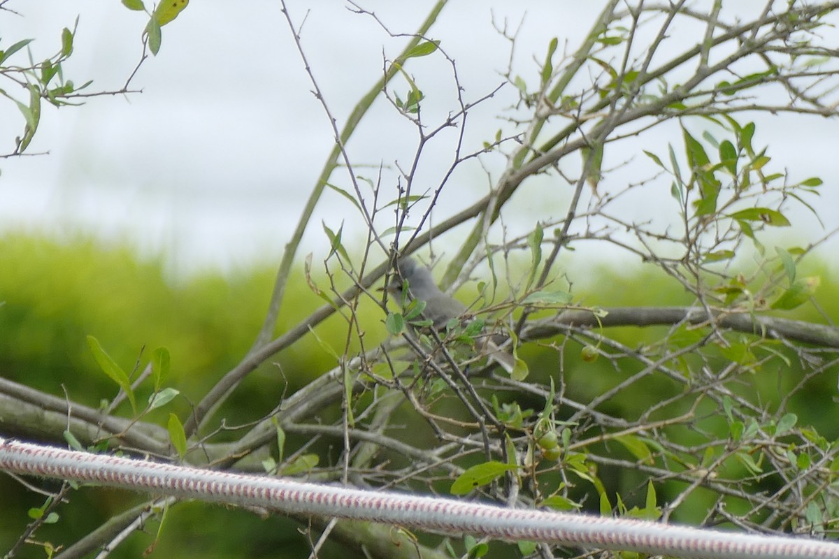 Southern Beardless-Tyrannulet - Quentin Brown