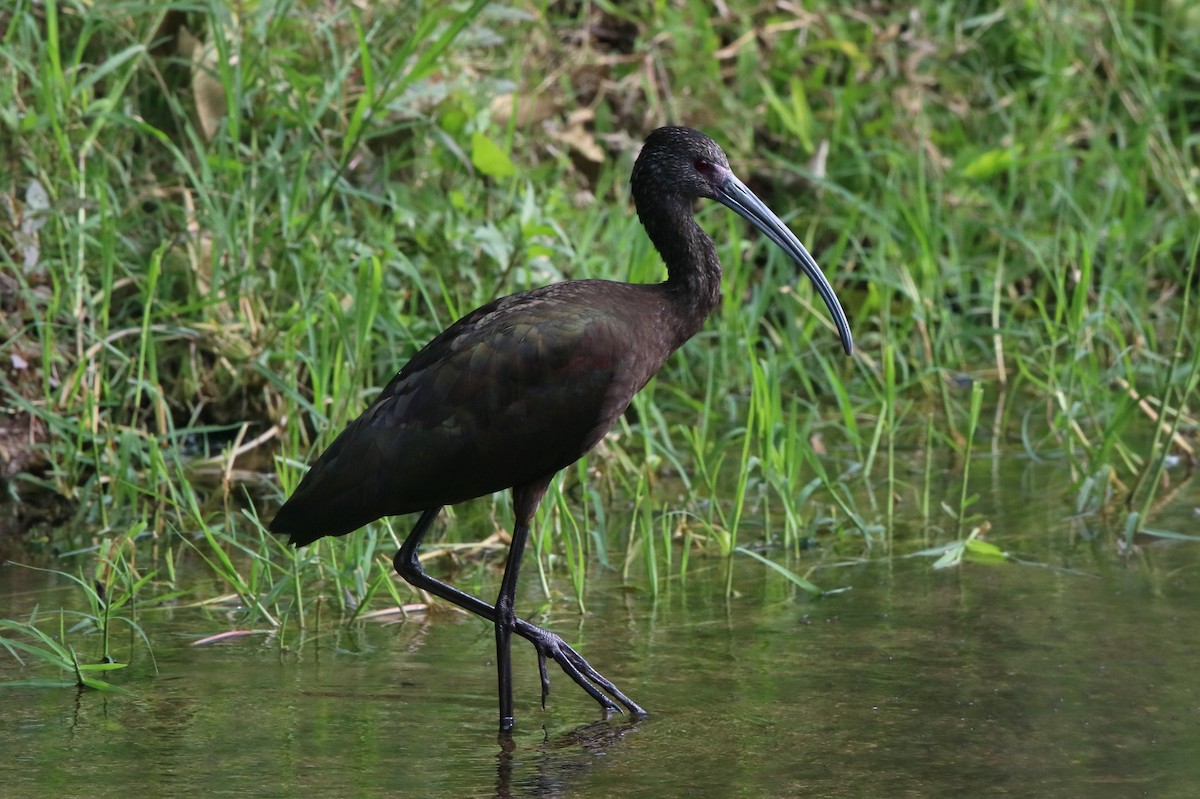 White-faced Ibis - ML139669921