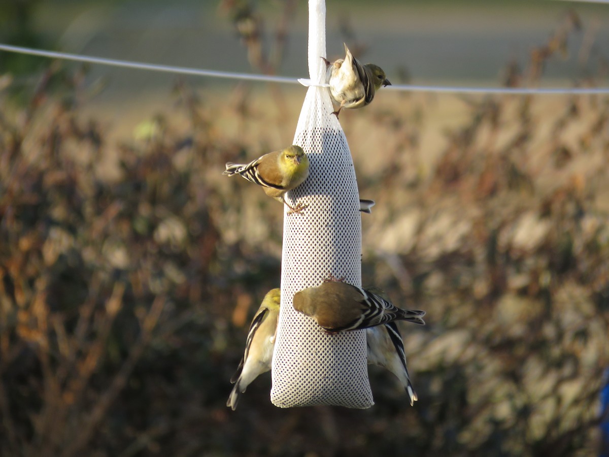 American Goldfinch - ML139672241