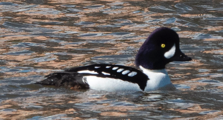Barrow's Goldeneye - ML139673501