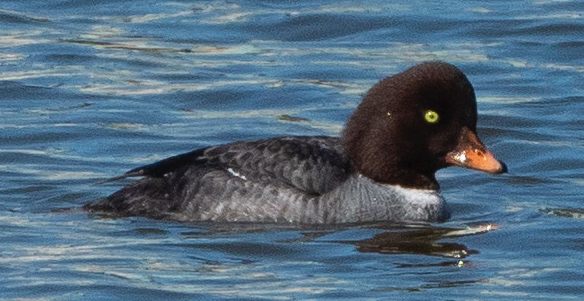 Barrow's Goldeneye - Eric Goodill