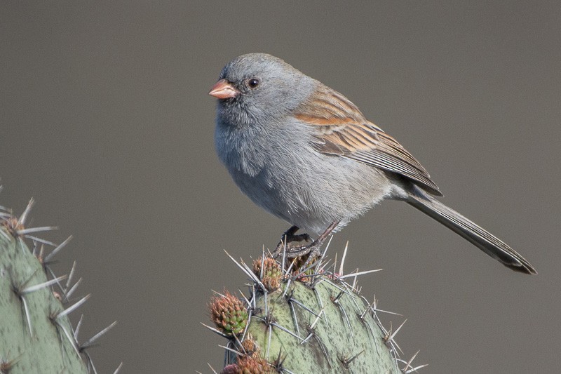 Black-chinned Sparrow - Juan Miguel Artigas Azas