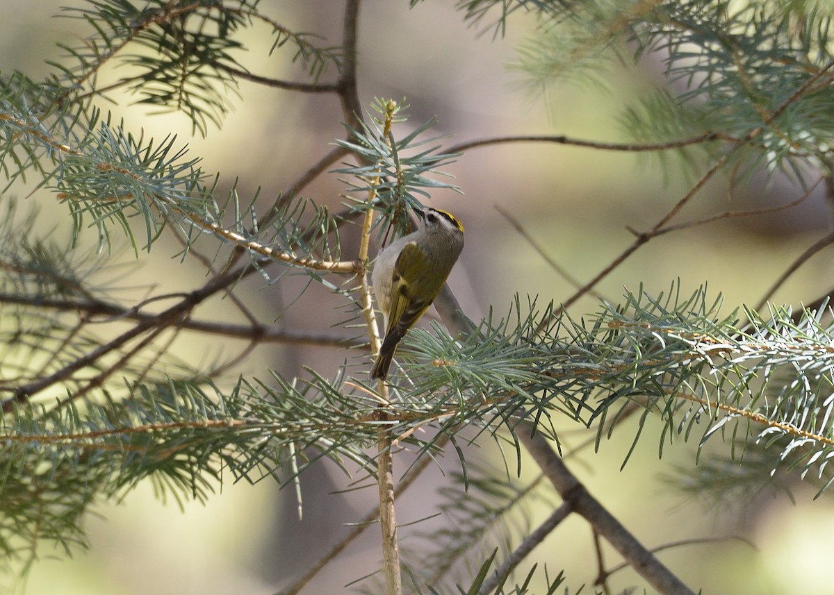 Golden-crowned Kinglet - ML139676031