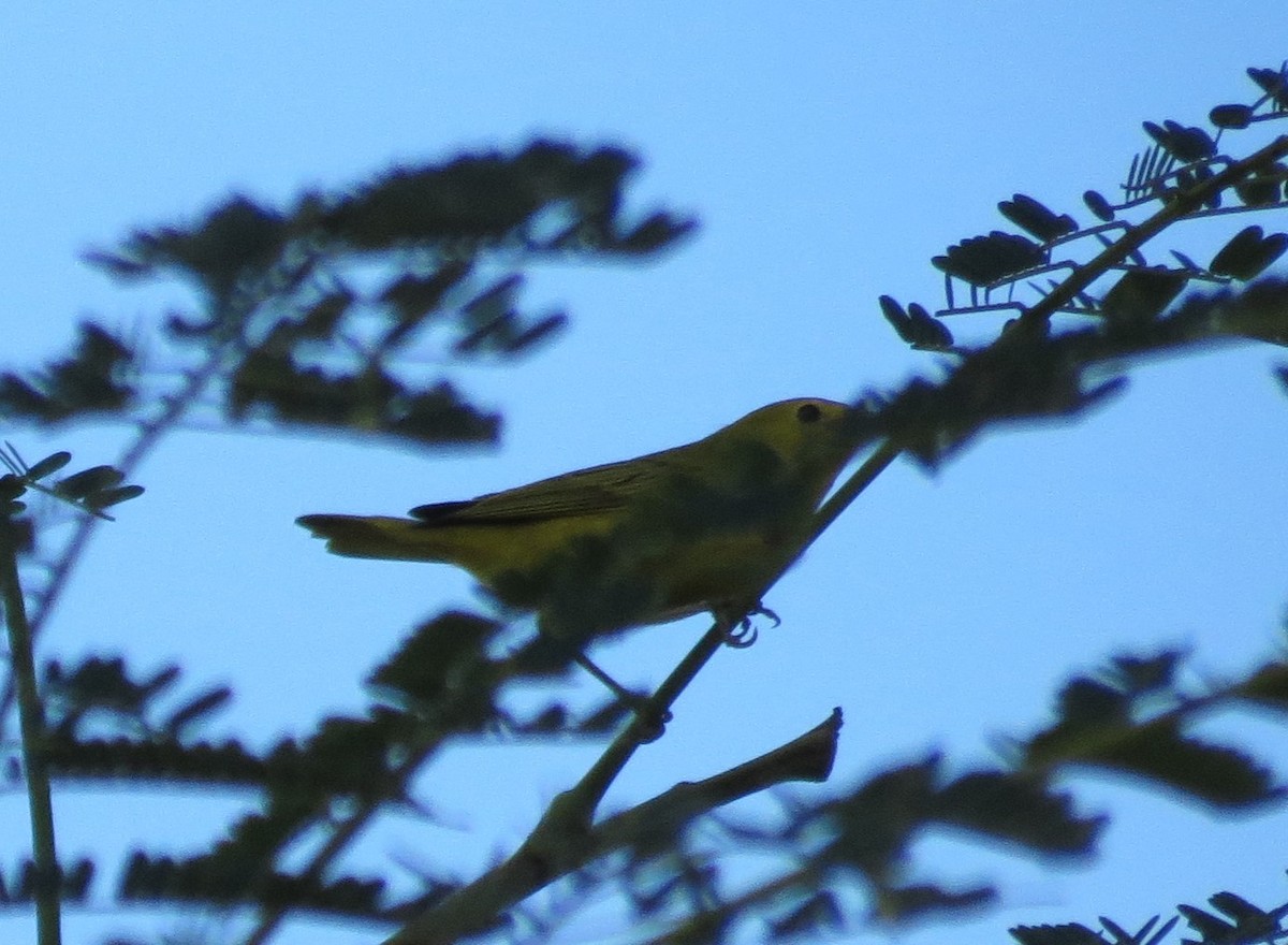 Yellow Warbler - ML139676941