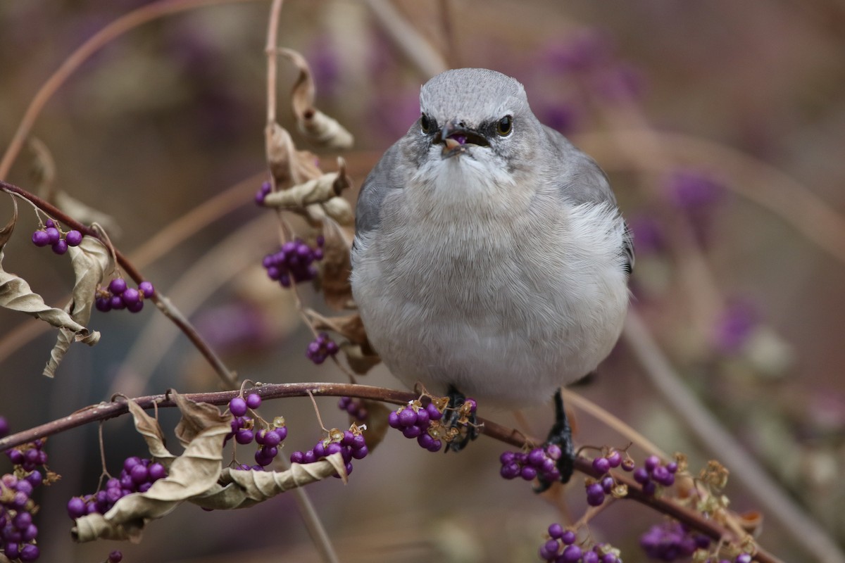 Northern Mockingbird - ML139677531