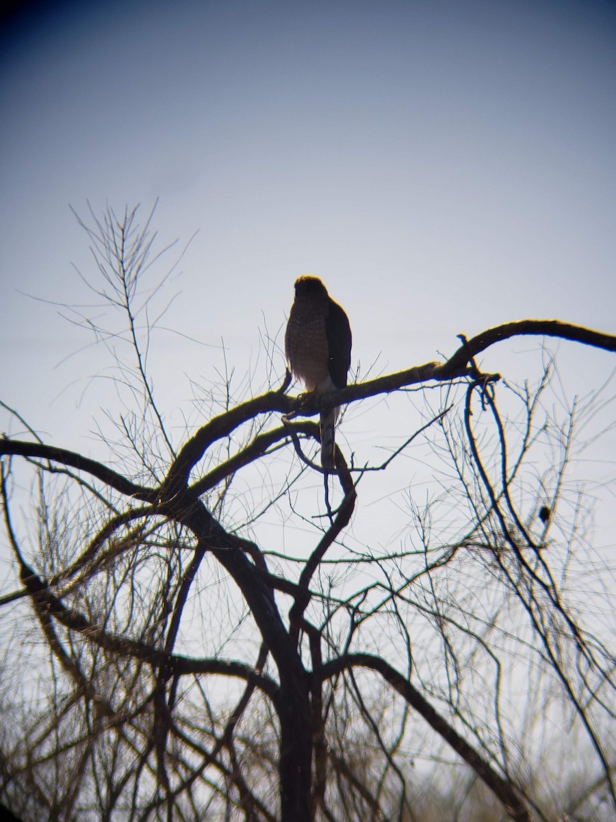 Cooper's Hawk - ML139678411