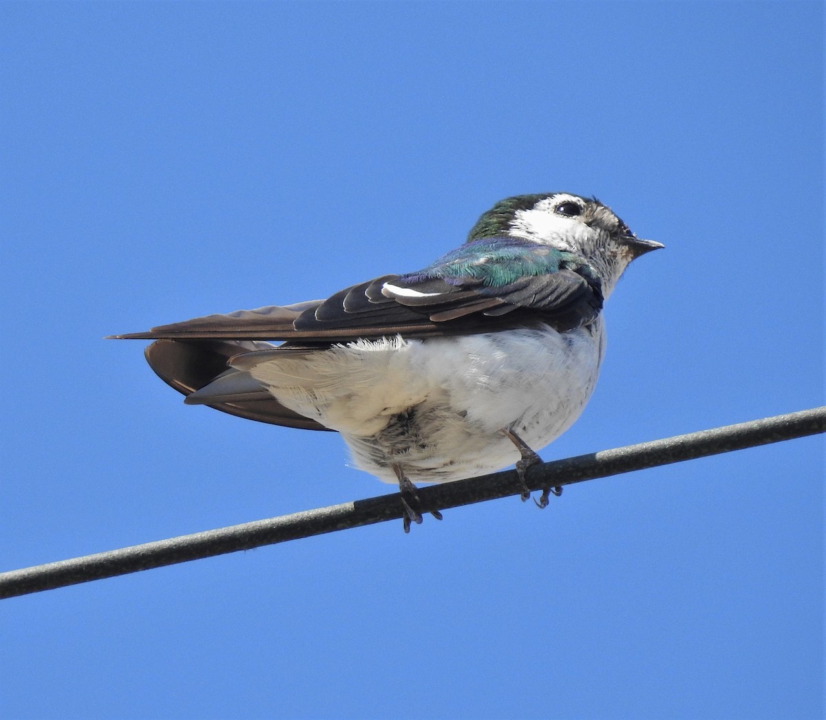 Violet-green Swallow - Bill Pelletier