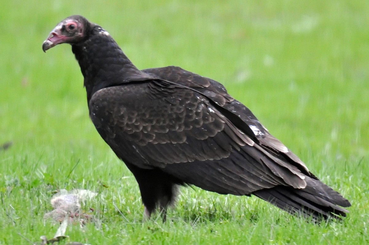 Turkey Vulture - John C