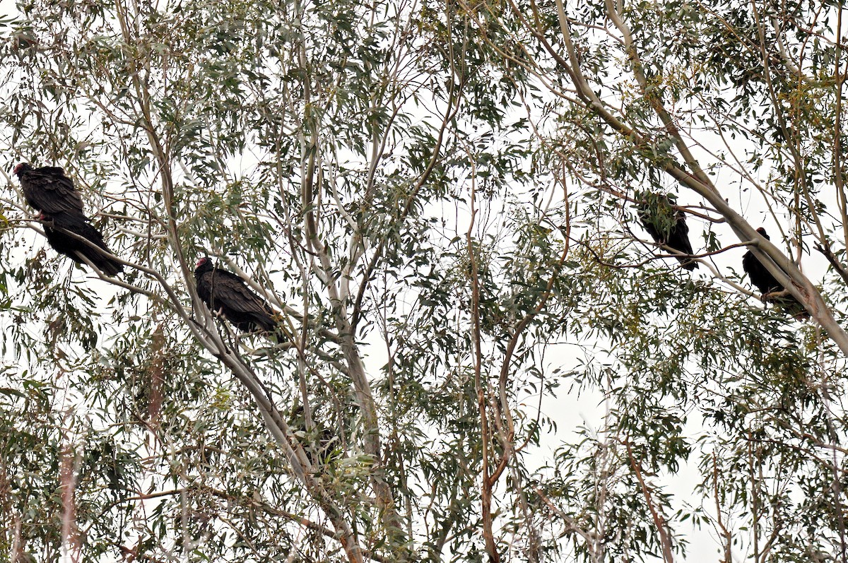 Turkey Vulture - John C