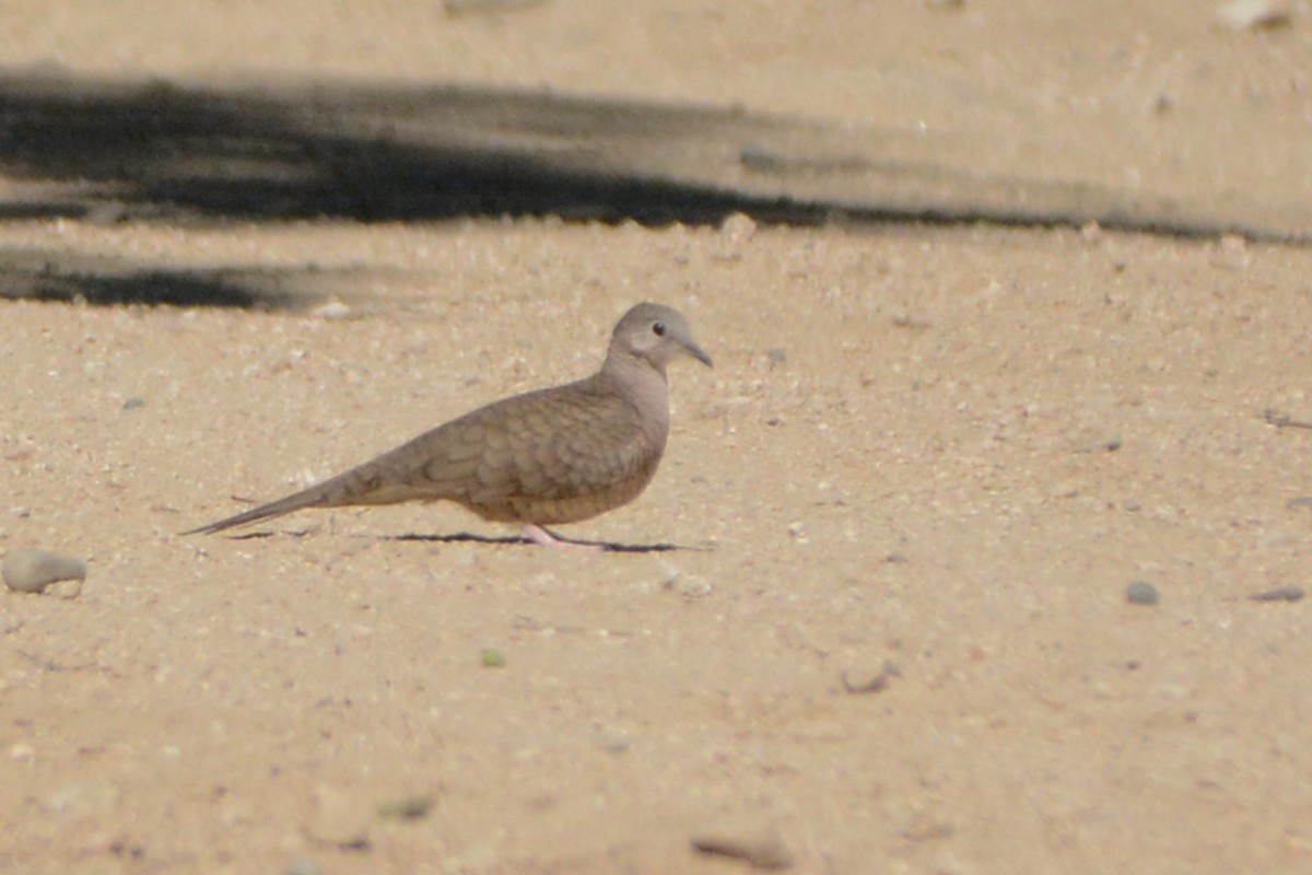 Inca Dove - ML139681491