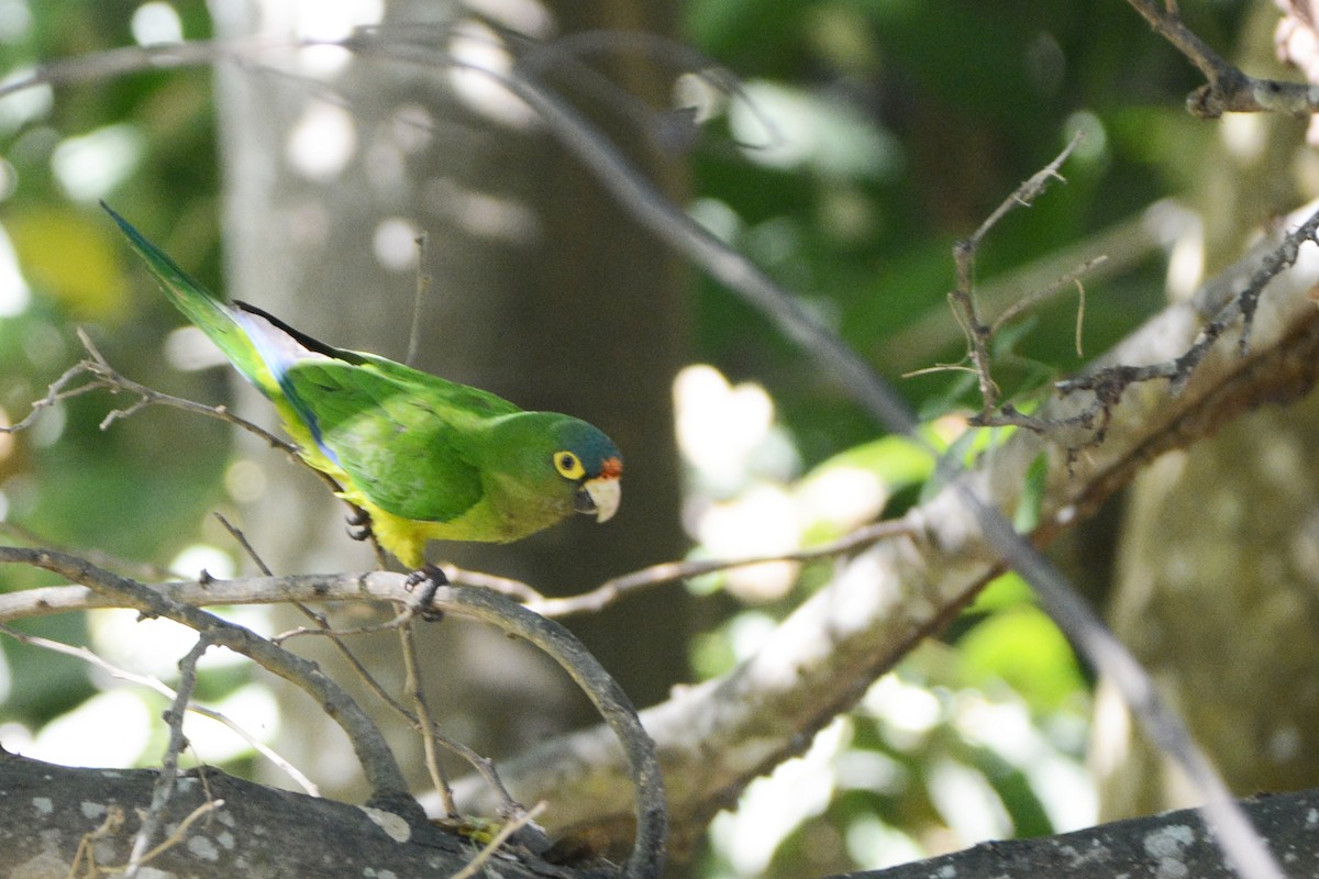 Orange-fronted Parakeet - ML139681551