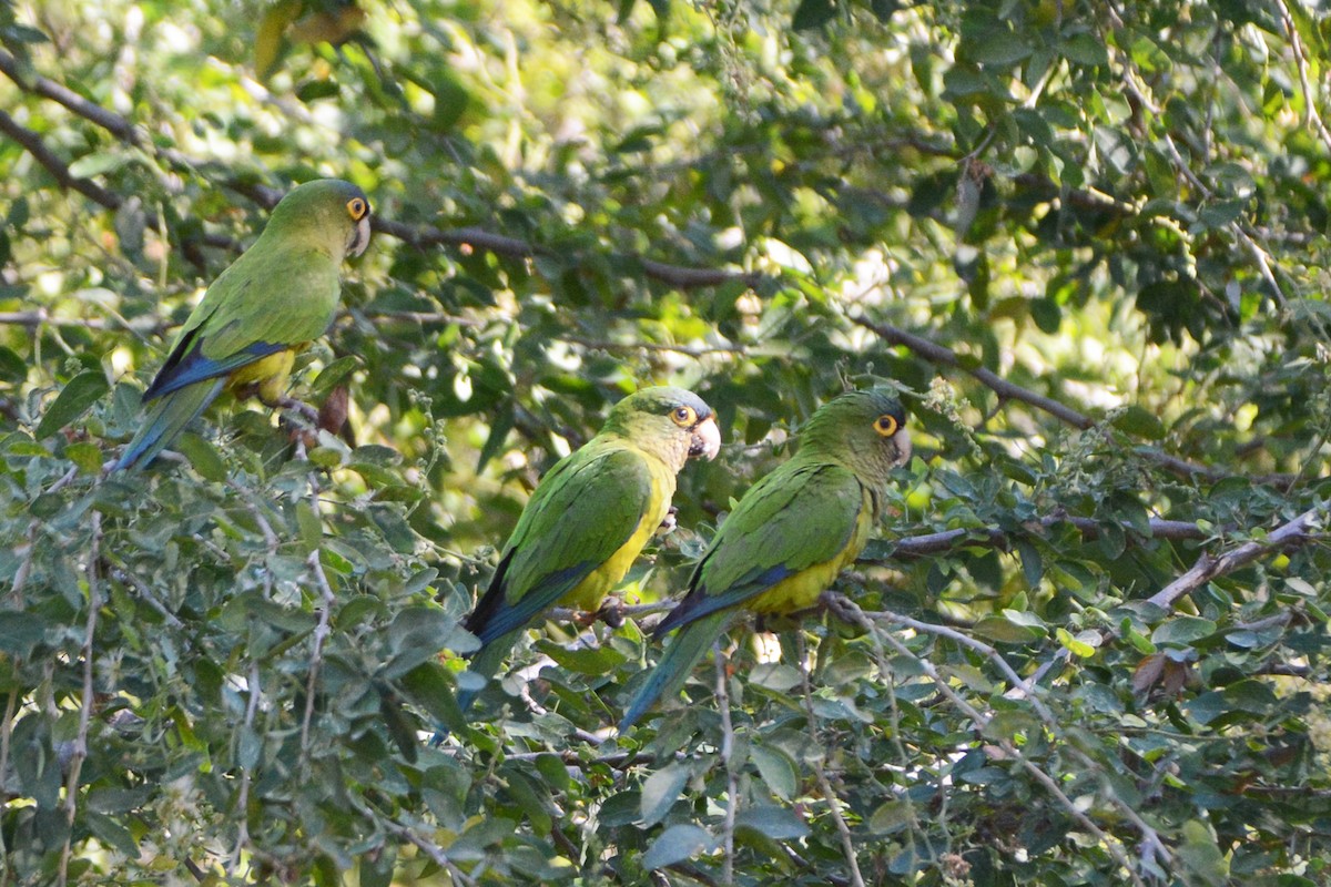 Orange-fronted Parakeet - ML139681581