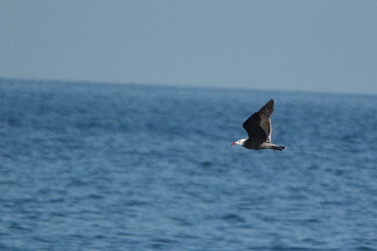 Heermann's Gull - ML139681821