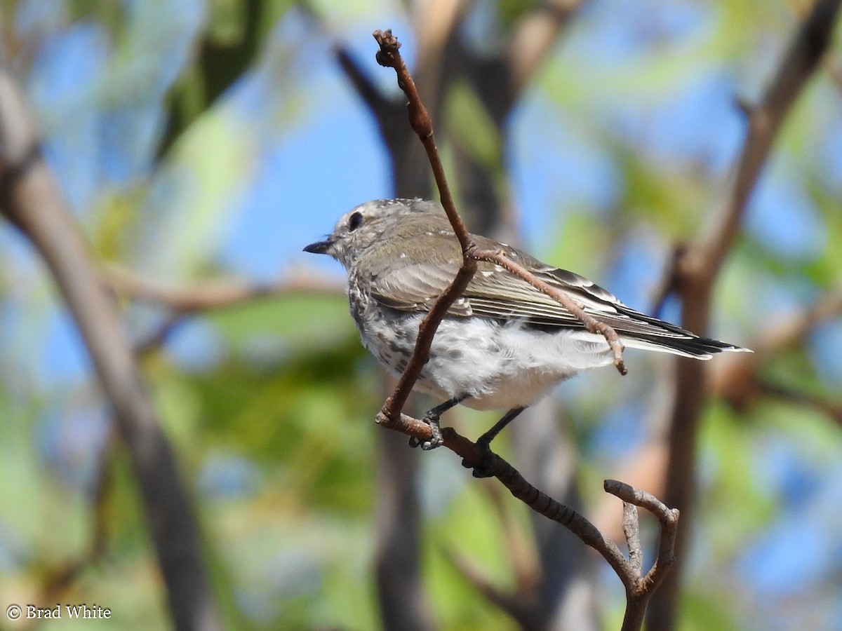 Petroica Fascinante - ML139682051