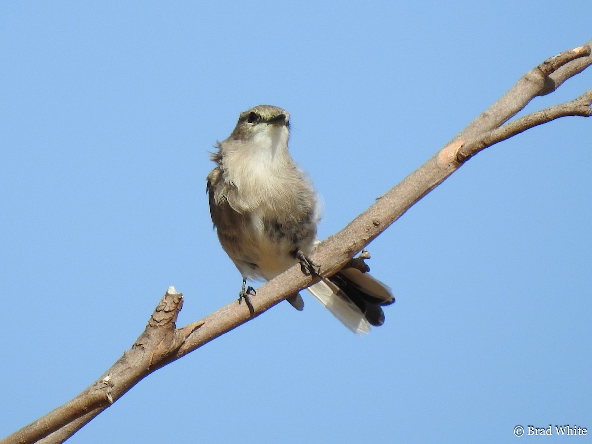 Petroica Fascinante - ML139682101