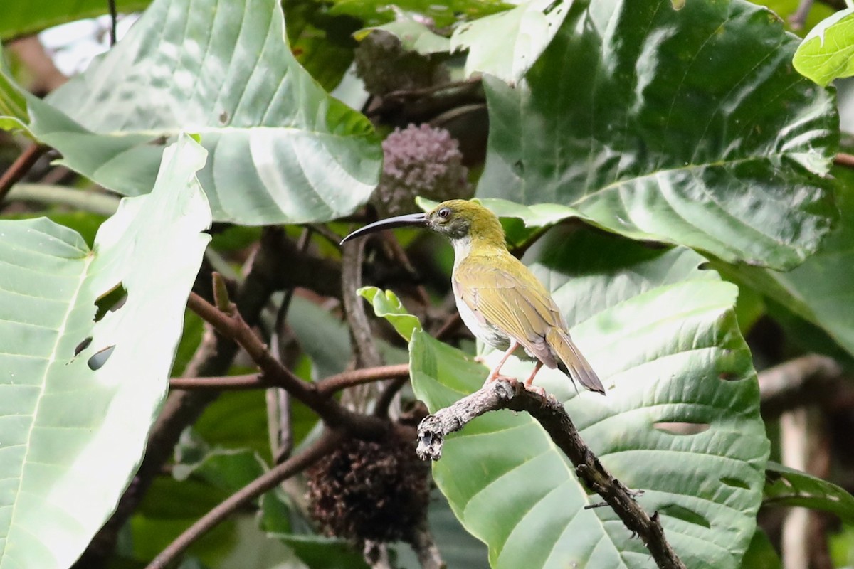 Bornean Spiderhunter - ML139682241