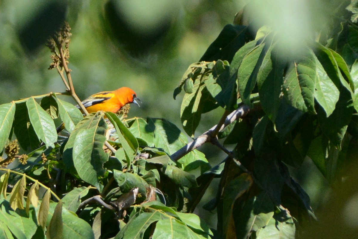 Streak-backed Oriole - Marie O'Neill