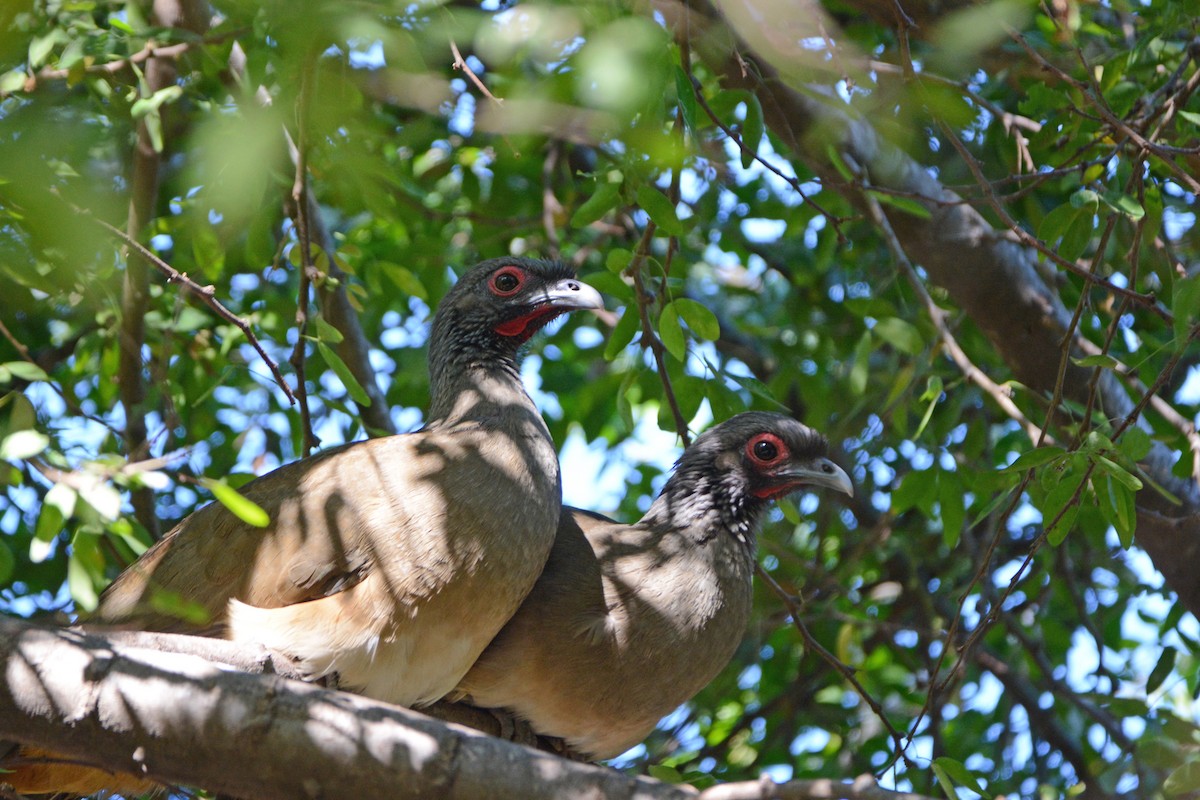 Chachalaca Pechigrís - ML139682481