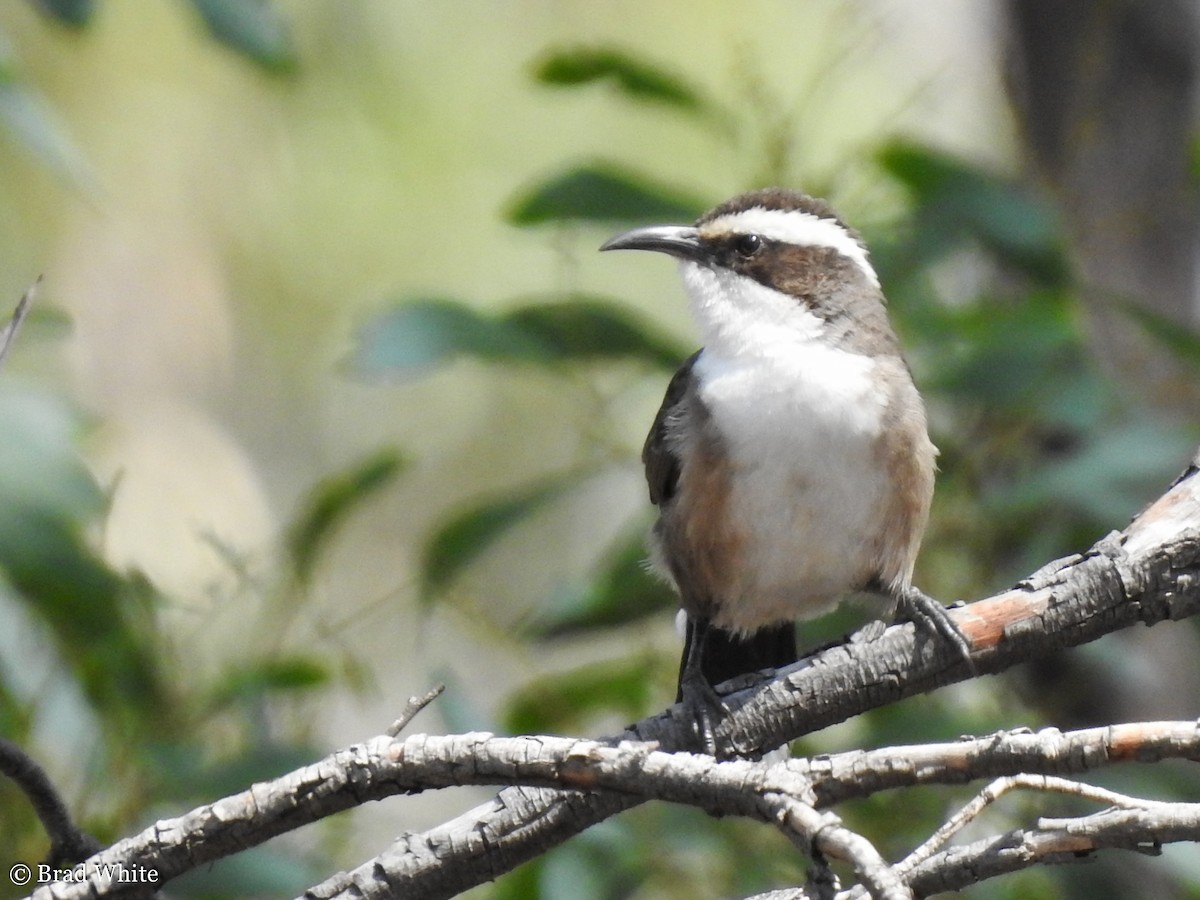 White-browed Babbler - ML139682541