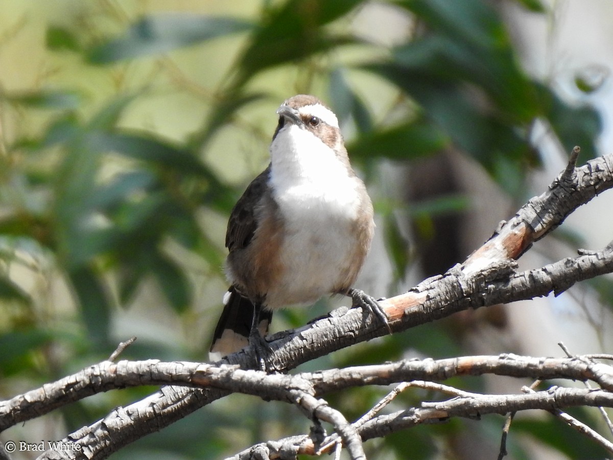 White-browed Babbler - Brad White