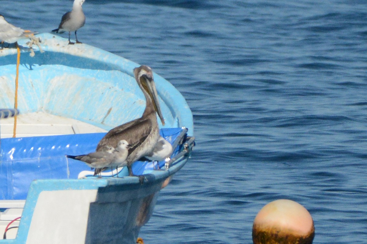 Brown Pelican - Marie O'Neill