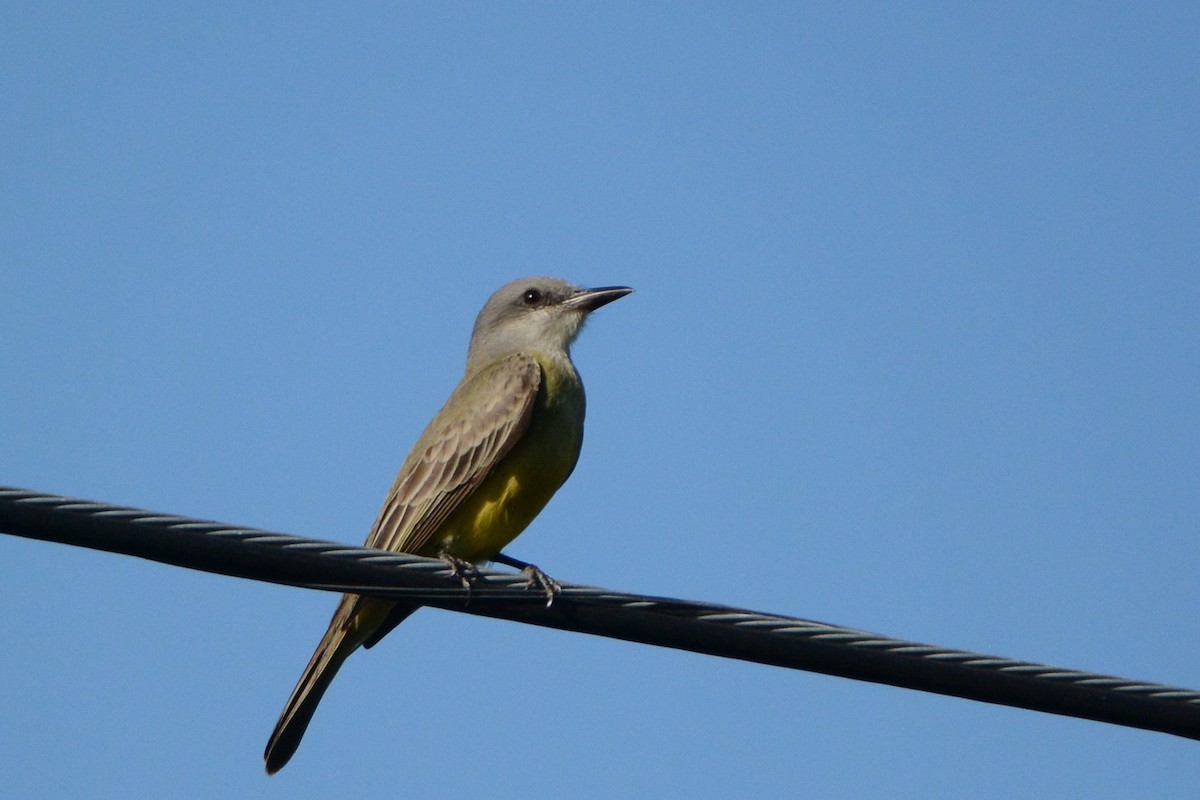 Tropical Kingbird - ML139683481