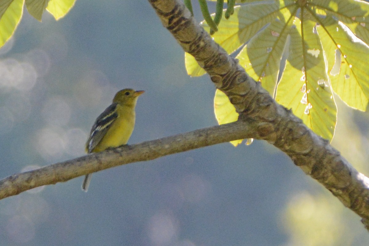 Flame-colored Tanager - Marie O'Neill