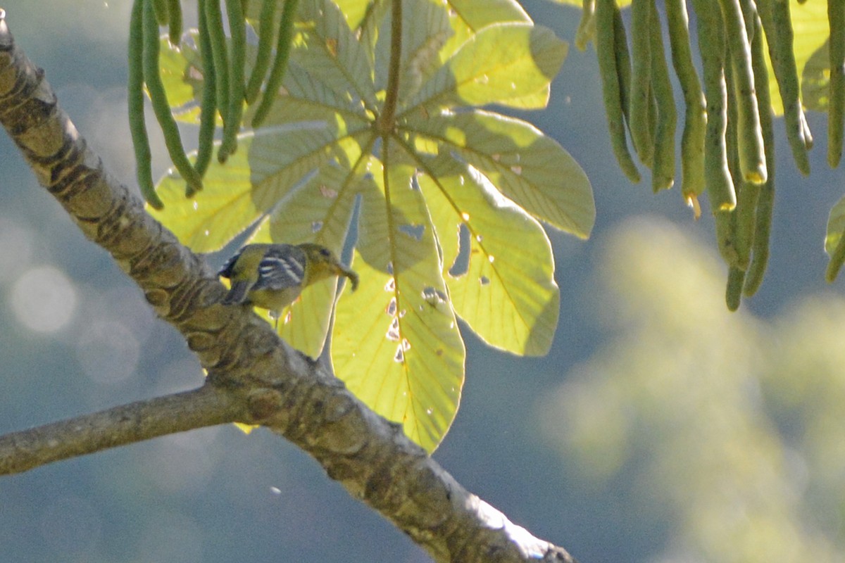 Flame-colored Tanager - ML139683621